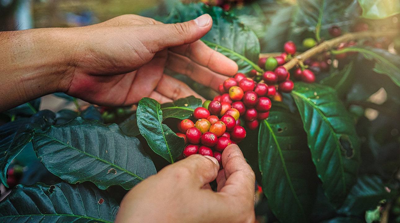 Hands picking ripe red coffee cherries from a leafy coffee plant branch