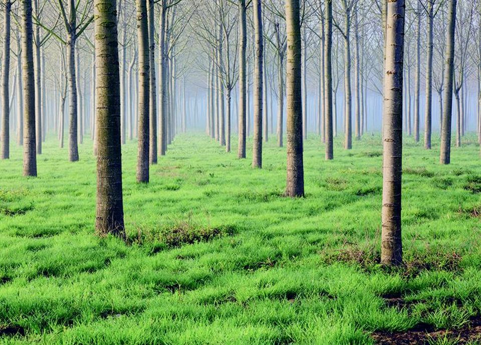 GREEN POLICY