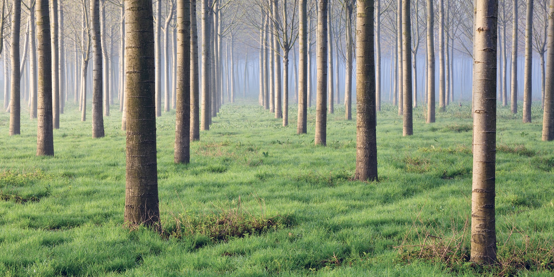 A forest with grass all around