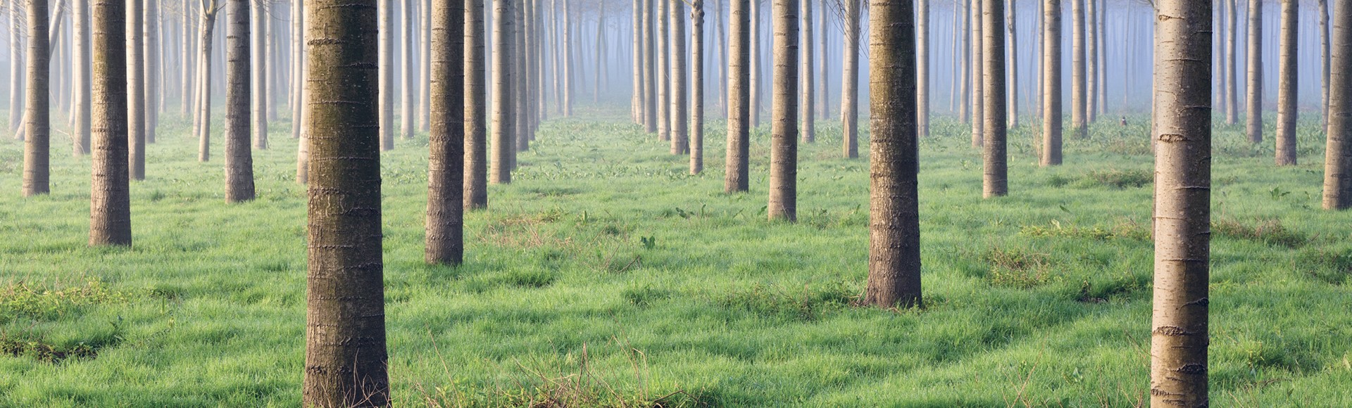 Environmental policy